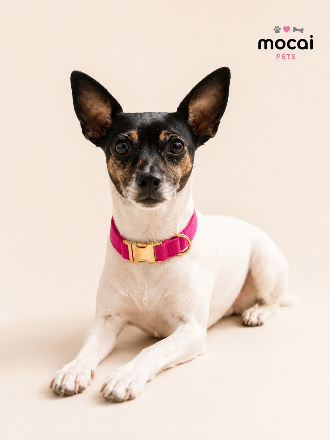 Collar Ajustable para Perros con Hebilla Metálica Premium