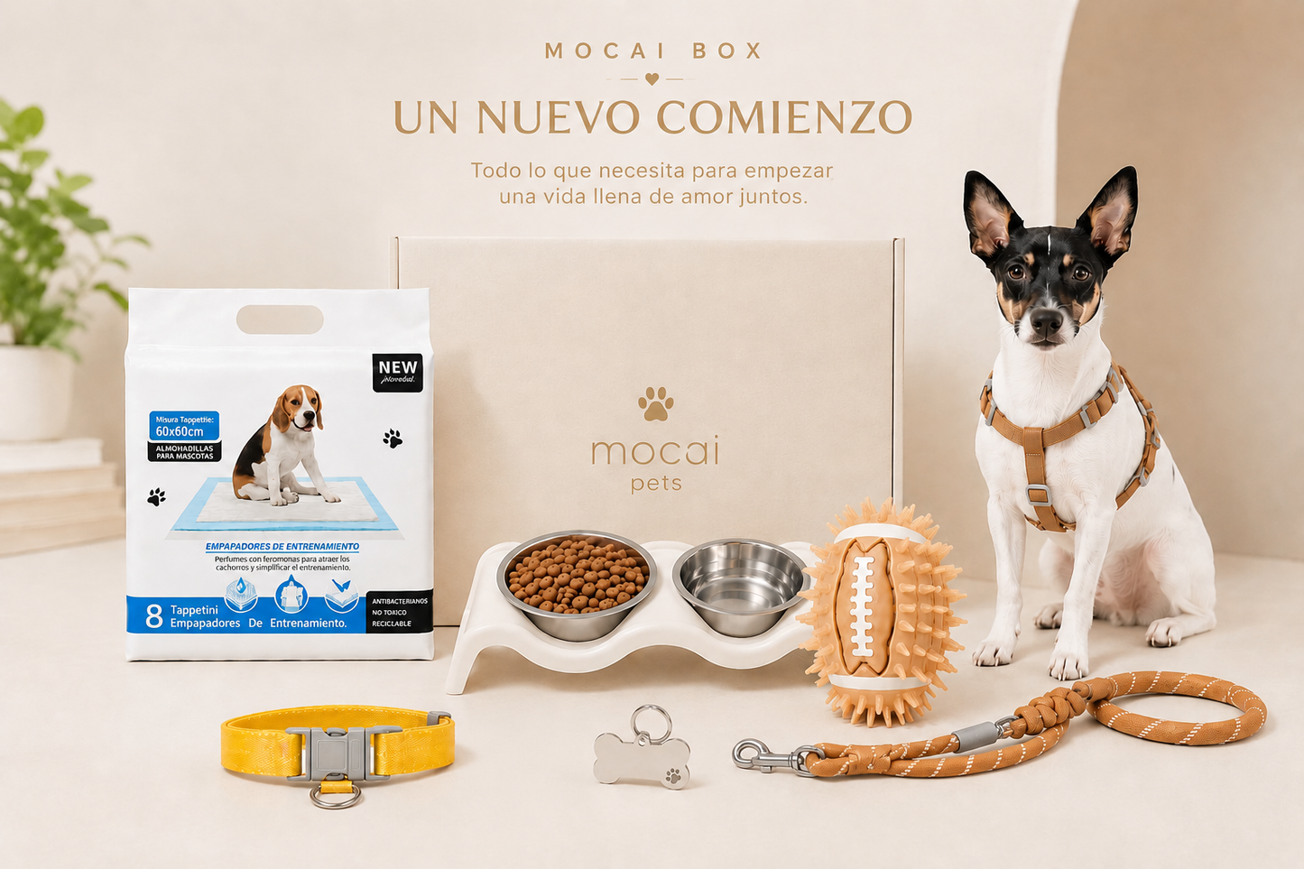 Mocai Box | Un Nuevo Comienzo
